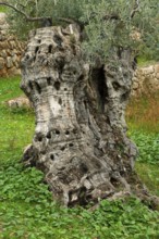 Olive tree (Olea europaea)