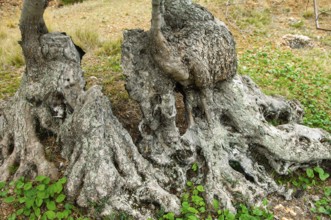 Olive tree (Olea europaea)