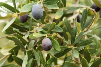 Olive tree (Olea europaea), ripe olives