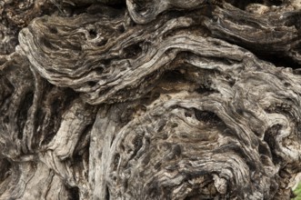 Olive tree (Olea europaea), detailed view of the bark