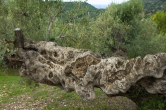 Fallen olive tree (Olea europaea)