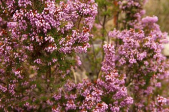 Multi-flowered heather (Erica multiflora)