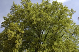 Treetop of a beech tree, common beech (Fagus sylvatica)