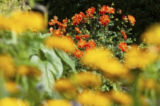 Dahlia (Dahlia pinnata)