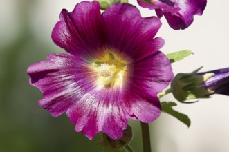 Common hollyhock, hollyhock, hollyhock, garden hollyhock, farmer's rose (Alcea rosea), flower