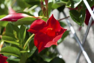 Dipladenia flower (Mandevilla sanderi)