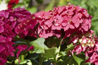 Garden hydrangea (Hydrangea macrophylla)