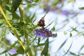 Admiral (Vanessa Atalanta) sitting on butterfly lilacs (Buddleja davidii)
