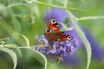 Peacock (Aglais io) and honey bee (Apis) sitting on butterfly lilacs (Buddleja davidii)