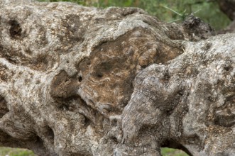 Fallen olive tree (Olea europaea), detailed view of the bark