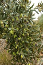 Olive tree (Olea europaea), ripe olives