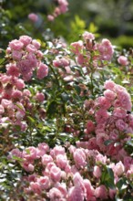Vinegar rose, gallica rose (Rosa gallica)