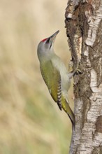 Grey woodpecker (Picus canus), male sitting on the trunk of a grey birch tree (Betula populifolia),