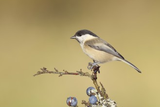 Swamp tit, (Parus palustris), sitting on a branch in a blackthorn bush, (Prunus spinosa), sloes,