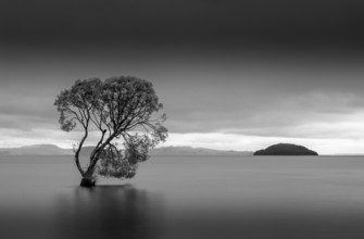 A single tree in Lake Taupo. Waikato, North Island, New Zealand