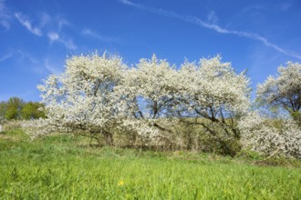 Blackthorn (Prunus spinosa) bushes flowering on a meadow in spring on a sunny day, Bavaria,