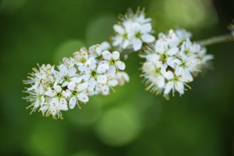 Blackthorn (Prunus spinosa) Blossoms flowering in spring, Bavaria, Germany, Europe, Helena,