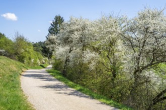 Blackthorn (Prunus spinosa) bushes flowering beside a little road in spring on a sunny day,