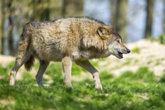 Eastern wolf (Canis lupus lycaon) walking on a meadow, Bavaria, Germany