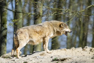 Eastern wolf (Canis lupus lycaon) standing on a little hill, Bavaria, Germany