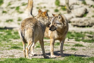 Eastern wolves (Canis lupus lycaon) arguing with each other, Bavaria, Germany