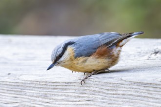 Eurasian nuthatch (Sitta europaea) sitting on a wood, Bavaria, Gernany