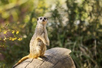Meerkat (Suricata suricatta) standing sweet and curious on a tree trunk in the desert, captive,