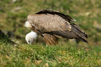 Eurasian griffon vulture (Gyps fulvus) standing on the ground, Bavaria, Germany
