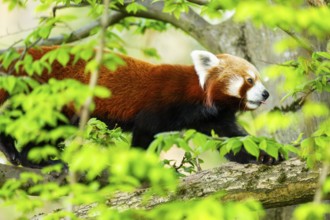 Red panda (Ailurus fulgens) walking on a tree, Germany