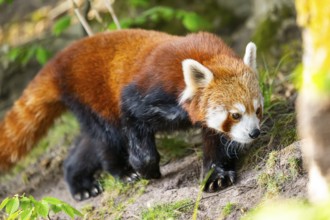 Red panda (Ailurus fulgens) walking on the ground, Germany