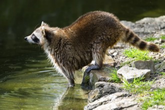 Common raccoon (Procyon lotor) on the watershore, Bavaria, Germany
