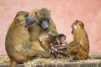 Guinea baboon (Papio papio) family with a new born youngster, captive, Bavaria, Germany