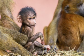 Guinea baboon (Papio papio) new born youngster at its mother, captive, Bavaria, Germany