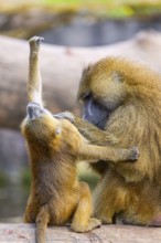 Guinea baboon (Papio papio) mother with her youngster during delousing, captive, Bavaria, Germany