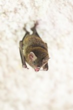 Lesser mouse-eared myotis (Myotis blythii) bat hanging on a wall, Bavaria, Germany