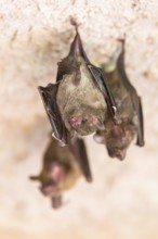 Lesser mouse-eared myotis (Myotis blythii) bats hanging on a wall, Bavaria, Germany
