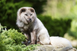 Arctic fox (Vulpes lagopus) sitting on a rock, Bavaria, Germany