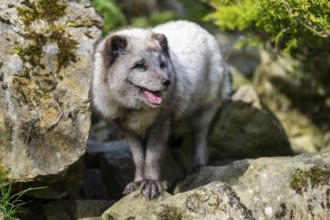 Arctic fox (Vulpes lagopus) standing on a rock, Bavaria, Germany