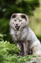 Arctic fox (Vulpes lagopus) sitting on a rock, Bavaria, Germany