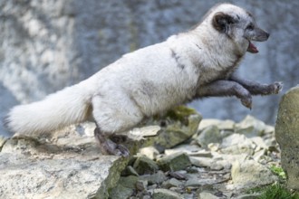Arctic fox (Vulpes lagopus) running over rocks, Bavaria, Germany