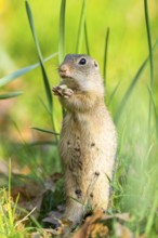 European ground squirrel (Spermophilus citellus) on a meadow, Bavaria, Germany