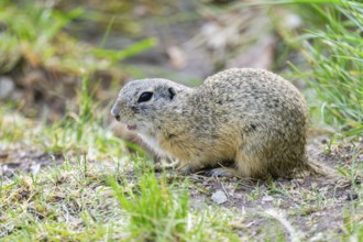 European ground squirrel (Spermophilus citellus) on a meadow, Bavaria, Germany