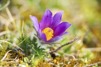 Pasque flower (Pulsatilla vulgaris), blooming, sunset, Bavaria, Germany