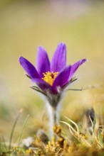 Pasque flower (Pulsatilla vulgaris), blooming, sunset, Bavaria, Germany
