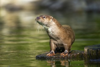 Eurasian otter (Lutra lutra) on a tree trunk in the water of a little lake, Bavaria, Germany