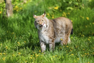 Eurasian lynx (Lynx lynx), walking on a meadow, Bavaria, Germany