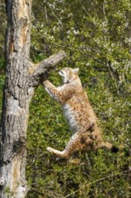 Eurasian lynx (Lynx lynx) climbing on a tree, jumping, Bavaria, Germany