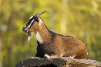 Domestic goat (Capra hircus) lying on a rock, Bavaria, Germany