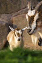 Domestic goat (Capra hircus) mother with her youngster, Bavaria, Germany