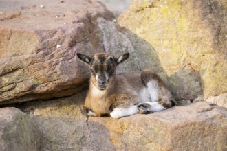 Domestic goat (Capra hircus) youngster lying on the ground, Bavaria, Germany